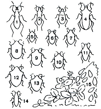 Таблица 37. Наземные клопы: 1 - кольчатый хищнец (Rhinocoris annulatus); 2 - тощий клоп (Lygaeus equestris); 3 - клоп-солдатик (Pyrrhocoris apterus); 4 - щавелевый клоп (Coreus marginatus); 5 - рапсовый клоп (Eurydema oleracea); 6 - горчичный клоп (E. festiva); 7 - разукрашенный клоп (E. ornata); 8 - вредная черепашка (Eurygaster integriceps); 9 - австрийский клоп (E. austriacus); 10 - маврский клоп (E. maura); 11 - остроголовый щитник (Aelia acuminata); 12 - зеленый древесный клоп (Palomenaprasina); 13 - итальянский клоп (Graphosoma italicum); 14 - слепняк (Deraeocoris punctulatus); 15 - колония клопов-солдатиков