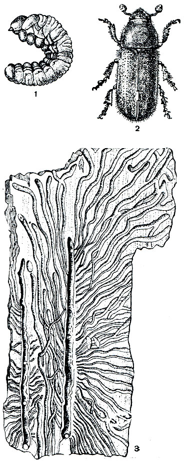 Рис. 304. Большой лесной садовник (Blastophagus piniperda): 1 - личинка; 2 - взрослый короед; 3 - ходы короеда под корой