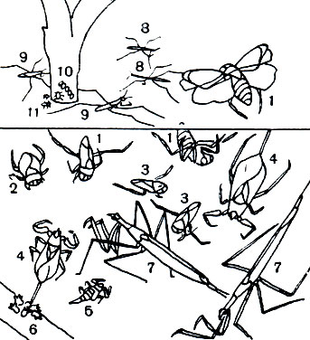 Таблица 38. Водные клопы: 1 - обыкновенный гладыш (Notonecta glauca); 2 - плавт (Naucoris cimicoides); 3 - гребляк (Gorixa dentiped); 4 - водяной скорпион (Nepa cinerea); 5, 6 - личинка и яйца водяного скорпиона; 7 - ранатра (Ranatra linearis); 8 - прудовой бегун (Hydrometra); 9 - водомерка (Gerris); 10, 11 - яйца и личинки водомерки