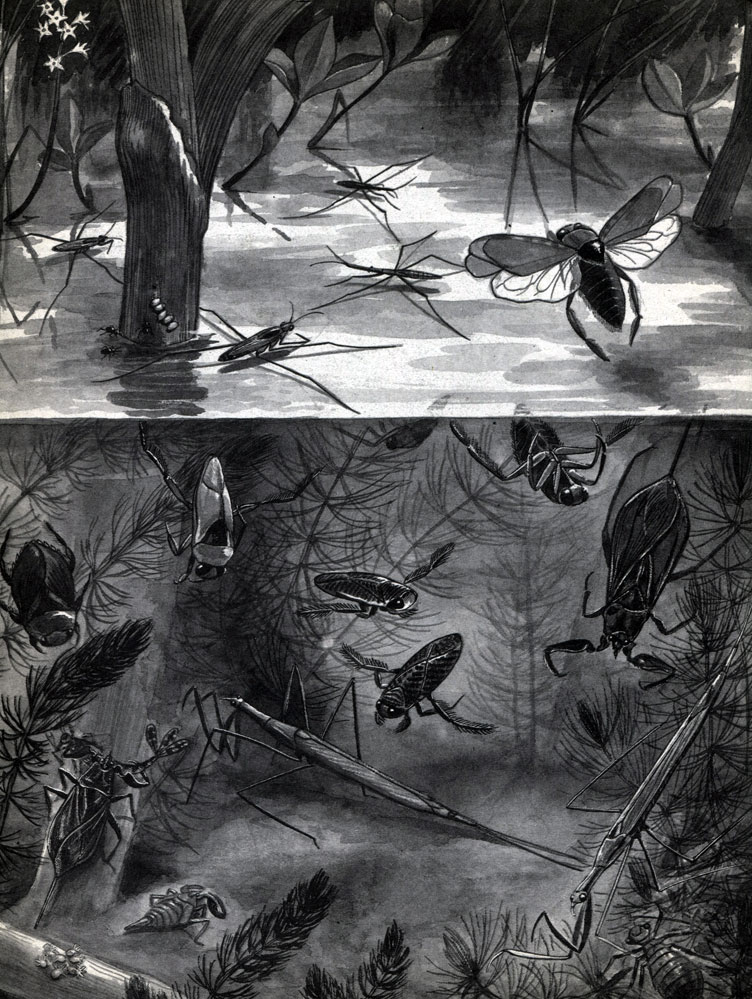 Таблица 38. Водные клопы: 1 - обыкновенный гладыш (Notonecta glauca); 2 - плавт (Naucoris cimicoides); 3 - гребляк (Gorixa dentiped); 4 - водяной скорпион (Nepa cinerea); 5, 6 - личинка и яйца водяного скорпиона; 7 - ранатра (Ranatra linearis); 8 - прудовой бегун (Hydrometra); 9 - водомерка (Gerris); 10, 11 - яйца и личинки водомерки