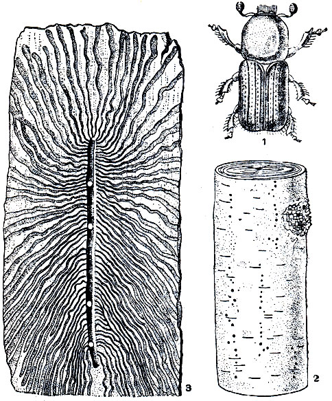 Рис. 305. Березовый заболонник (Scolytus ratzeburgi): 1 - жук; 2 - отдушины в коре; 3 - ходы короеда под корой