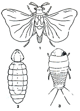 Рис. 309. Стилопс (Stylops): 1 - крылатый самец; 2 - самкам 3 -триунгулин