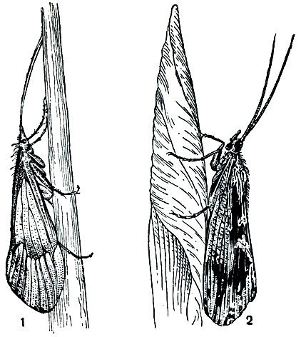 Рис. 310. Ручейники: 1 - Stenopliylax permistus; 2 - Phryganea grandis