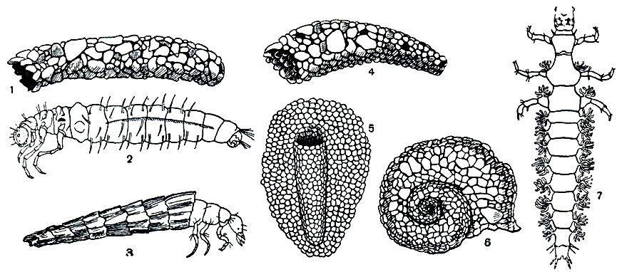 Рис. 311. Личинки и домики ручейников: 1, 2 - домик и личинка стенофила (Stcnophylax); 3 - личинка фриганеи (Phryganea striata) в домике; 4 - домик апатании (Apatania); 5 - домик моланны (Molanna angustata); 6 - домик геликопсихе (Helicops yche borealis); 7 - личинка риакофилы (Rhyacophila nubila)
