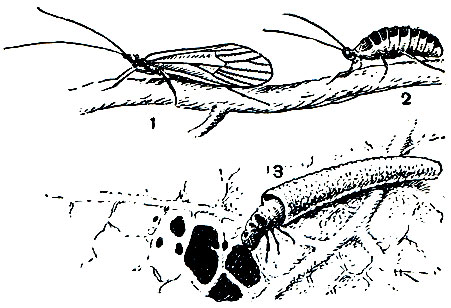 Рис. 312. Сухопутный ручейник (Enoicyla pusilla): 1 - самец; 2 - самка; 3 - личинка