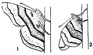 Рис. 322. Типы складывания крыльев при посадке бабочек: 1 - тип углокрыльницы; 2 - тип адмирала