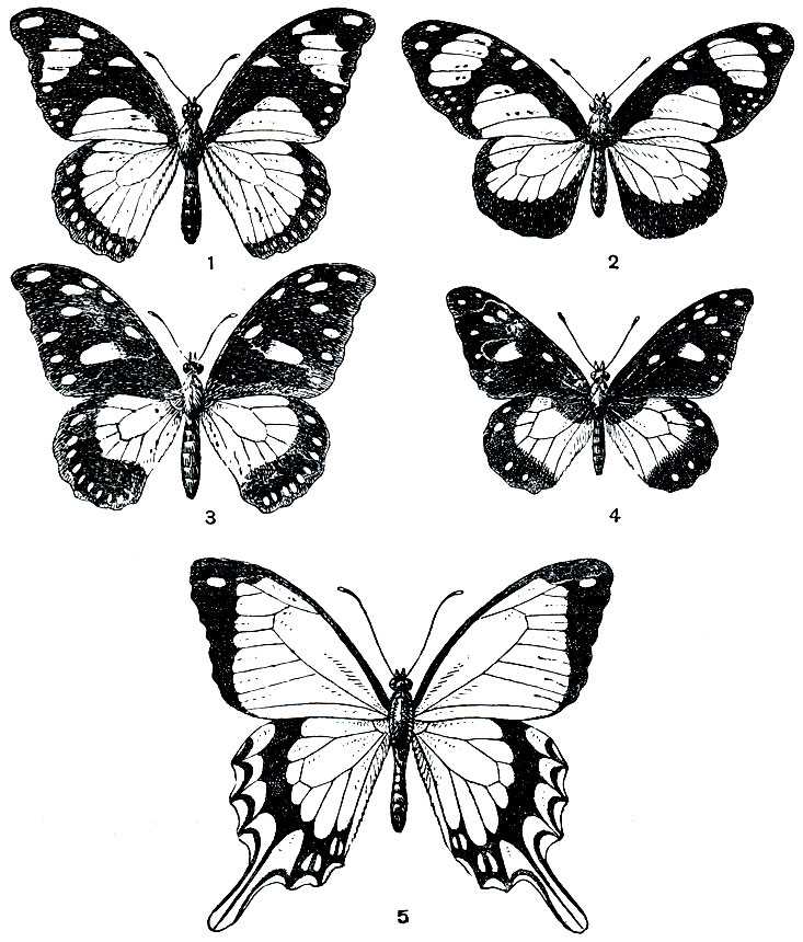 Рис. 323. Мимикрия у африканского парусника (Papilio dardanus): 1 - самка формы hippocoon; 2 - ее модель (Amauris niavius); 3 - самка формы cenea; 4 - ее модель (Amauris echeria); 5 - самец