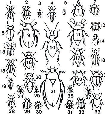 Таблица 39. Жуки средней полосы СССР: 1 - скакун лесной (Cicindela silvatica); 2 - могильщик Necrophorus vespillo; 3 - бомбардир Brachinus crepitans; 4 - стафилин великолепный (Staphylinus caesareus); 5 - кожеед ветчинный (Dermestes lardarius); 6 - навозник весенний (Geotrupes vernalis); 7 - мертвоед четырехточечный (Xylodrepa quadripunctata) 8 - златка Lampra rutilans; 9 - плавунец окаймленный (Dytiscus marginalis); 10 - жужелица крымская (Garabus tauricus); 11 - хрущ мраморный (Polyphylla fullo); 12 - карапузик Hister quadrimaculatus; 13 - усач-краснокрыл (Purpuricenus kaehleri); 14 - пчеложук пчелиный (Trichodes apiarius); 15 - усач пахита (Pachyta quadrimaculata); 16 - красотел пахучий (Galosoma sycophanta); 17 - западный майский жук (Melolontha melolontha); 18 - шпанская мушка (Lytta vesicatoria); 19 - щелкун краснокрылый (Elater sanguineus); 20 - майка Meloe violaceus; 21 - водолюб черный (Hydrous piceus); 22 - бронзовка золотистая (Cetonia aurata); 23 - цветоед Anomala aenea, самец; 24 - радужница водяная (Donacia aquatica); 25 - трубковерт дубовый (Attelabus nitens); 26 - муравьежук (Thanasimus formicarius); 27 - скрытноглав Cryptocephalus cordiger; 28 - долгоносик Chlorophanus viridis; 29 - листоед тополевый (Melasoma populi); 30 - семиточечная коровка (Coccinella septempunctata); 31 - чернотелка трутовиковая (Diaperis boleti); 32 - колорадский жук (Leptinotarsa decemlineata); 33 - цветоед Anomala aenea, самка