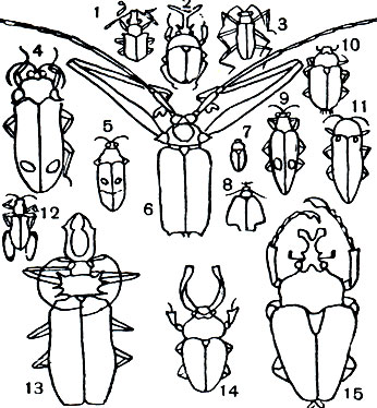 Таблица 40. Тропические жуки: 1 - южноамериканский слоник лампроцифус (Lamprocyphus elegans); 2 - африканский вилонос Гралля (Eudicella gralli); 3 - индийский пятнистый скакун (Gicindela octonotata); 4 - яванская двуцветная златка (Megaloxantha bicolor); 5 - индийская украшенная златка (Chrysochroa mirabilis); 6 - бразильский длинноногий арлекин (Acrocinus longimanus); 7 - золотой хрущик (Plusiotis resplendens); 8 - африканская мягкотелка Lycus trabeculatus; 9 - индо-малайская глазчатая златка (Chrysochroa ocellata); 10 - анаплогнатус (Anaplognathus analis); 11 - шипогрудая златка (Sternocera sternicornis); 12 - сагра (Sagra purpurea); 13 - бразильский дровосек-большезуб (Macrodontia cervicornis); 14 - гвинейский рогач Neolamprima adolphinae; 15 - африканский жук голиаф (Goliathus goliathus)