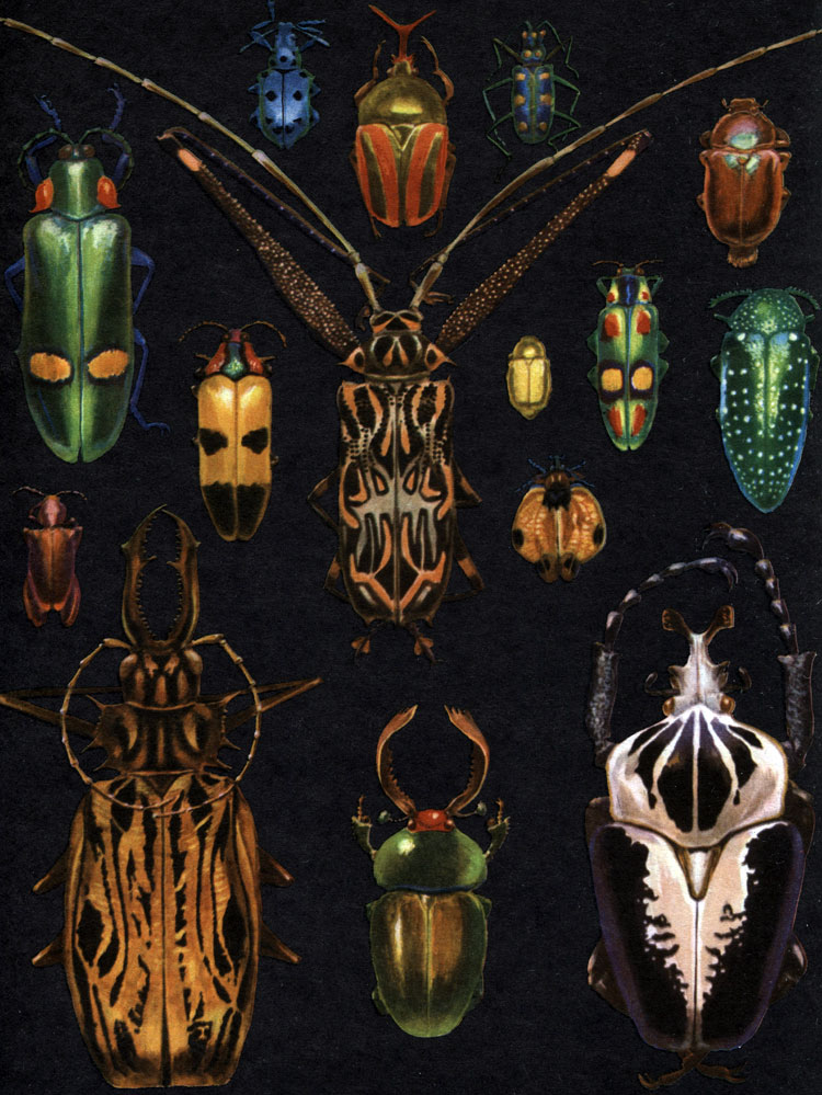 Таблица 40. Тропические жуки: 1 - южноамериканский слоник лампроцифус (Lamprocyphus elegans); 2 - африканский вилонос Гралля (Eudicella gralli); 3 - индийский пятнистый скакун (Gicindela octonotata); 4 - яванская двуцветная златка (Megaloxantha bicolor); 5 - индийская украшенная златка (Chrysochroa mirabilis); 6 - бразильский длинноногий арлекин (Acrocinus longimanus); 7 - золотой хрущик (Plusiotis resplendens); 8 - африканская мягкотелка Lycus trabeculatus; 9 - индо-малайская глазчатая златка (Chrysochroa ocellata); 10 - анаплогнатус (Anaplognathus analis); 11 - шипогрудая златка (Sternocera sternicornis); 12 - сагра (Sagra purpurea); 13 - бразильский дровосек-большезуб (Macrodontia cervicornis); 14 - гвинейский рогач Neolamprima adolphinae; 15 - африканский жук голиаф (Goliathus goliathus)