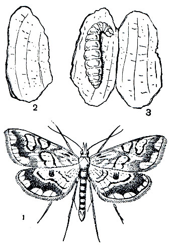 Рис. 324. Кувшинковая огневка (Hydrocampa nymphaeata): 1 - бабочка; 2 - чехлик из кусков листа кувшинки; 3 - раскрытый чехлик, в котором видна гусеница