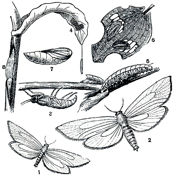 Рис. 326. Подводная огневка (Acentropus niveus): 1 - самец; 2 - крылатая самка; 3 - бескрылая самка; 4 - кладка яиц; 5 - гусеница; 6 - повреждение листа; 7 - куколка; 8 - кокон