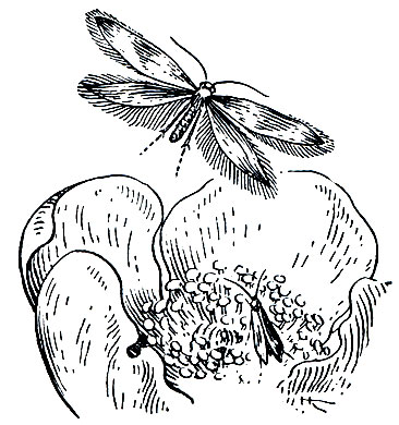 Рис. 329. Калужницевый мелкокрыл (Micropteryx calthella)