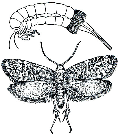 Рис. 332. Мешечница Taleporia tubulosa: вверху - самка, внизу - самец