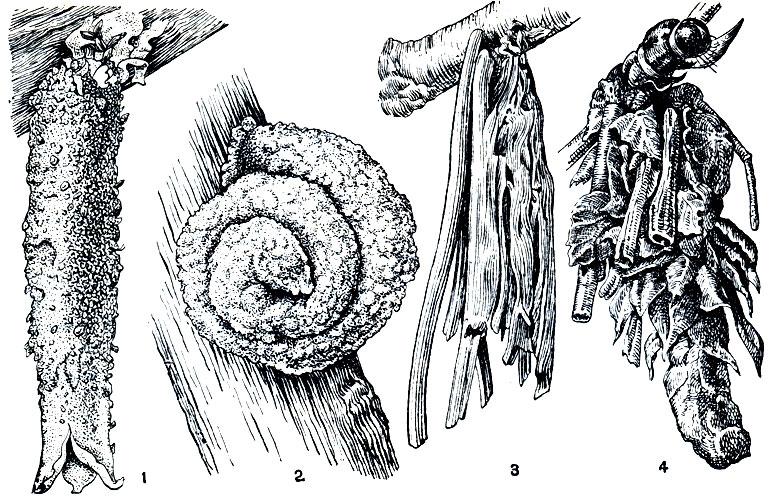 Рис. 333. Чехлики бабочек - мешечниц: 1, 2 - покрытые песчинками-Taleporia tubulosa (1), Apterona crenulella (2); 3, 4 - покрытые растительными остатками-Fumea casta (3), Lepidopsyche unicolor (4)