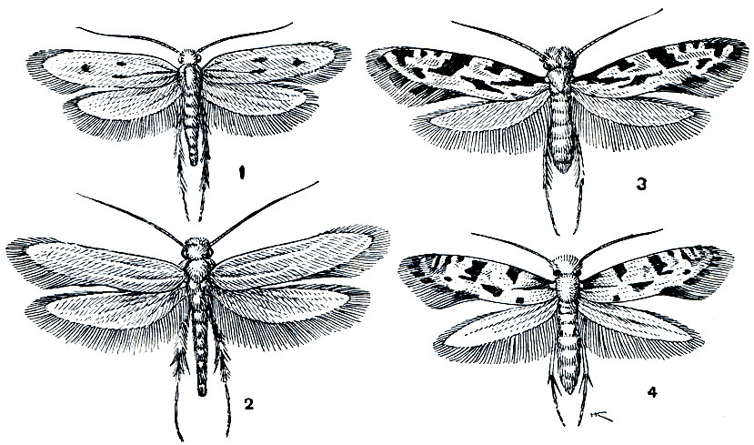 Рис. 334. Настоящие моли: 1 - шубная (Tinea pellionella); 2 - мебельная (Tineola furciferella); 3 - грибная (Nemapogon personellus); 4 - зерновая (N. granellus)