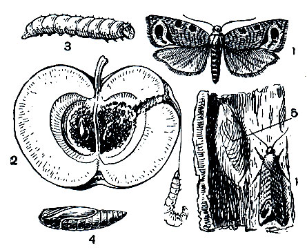 Рис. 337. Яблонная плодожорка (Laspeyresia pomonella): 1 - бабочка; 2 - поврежденный плод; 3 - гусеница; 4 - куколка; 5 - кокон