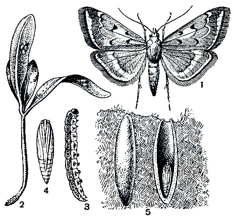 Рис. 338. Луговой мотылек (Loxostege sticticalis): 1 - бабочка; 2 - яйца на листьях свеклы; 3 - гусеница; 4 - куколка; 5 - коконы в почве