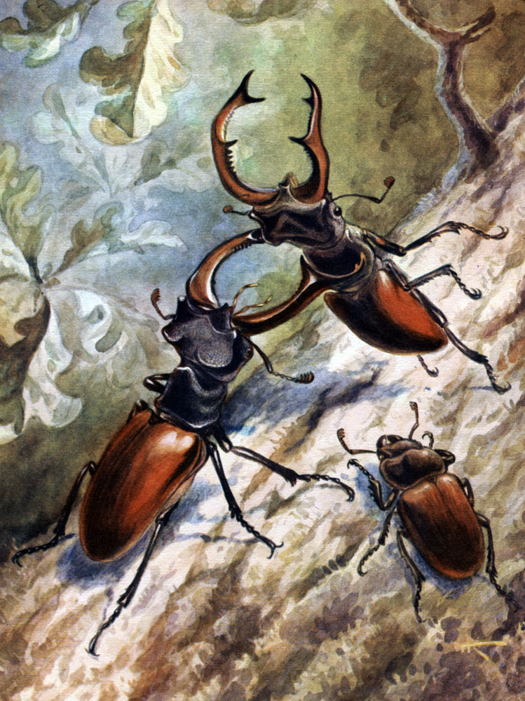 Таблица 42. Сражающиеся жуки-олени (Lucanus cervus)
