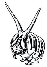 Рис. 340. Выпяченные железистые органы гусеницы махаона