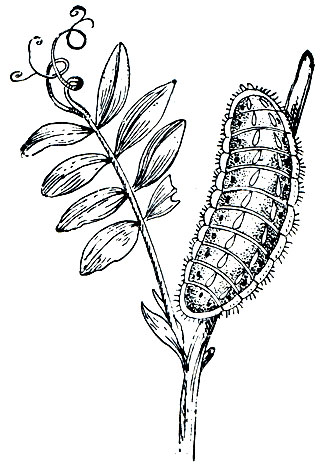 Рис. 342. Гусеница серебристой голубянки (Lycaena corydon)