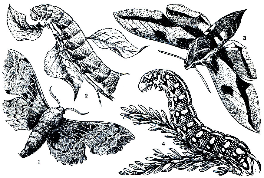 Рис. 344. Бражники: 1 - тополевая зубчатка (Smerinthus populi); 2 - ее гусеница; 3 - молочайный бражник (Celerio euphorbiae); 4 - его гусеница