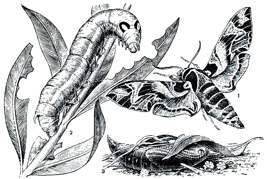 Рис. 345. Олеандровый бражник (Deilephila nerii): 1 - бабочка; 2 - гусеница; 3 - куколка