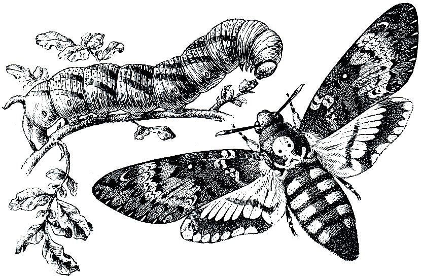 Рис. 346. Мертвая голова (Acherontia atropos) и ее гусеница