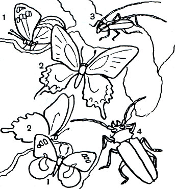 Таблица 43. Дальневосточные насекомые: 1 - радужница Шренка (Apatura schrencki); 2 - махаон маака (Papilio bianor); 3 - розалия уссурийская (Rosalia coelestis); 4 - уссурийский реликтовый усач (Callipogon relictus)