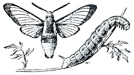 Рис. 347. Жимолостная шмелевидка (Haemorrhagia fuciformis) и ее гусеница