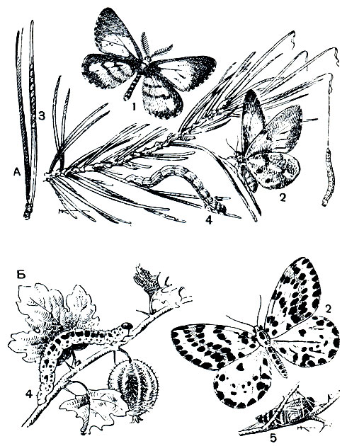 Рис. 350. Пяденицы: А - сосновая (Bupalus piniarius); Б - крыжовниковая (Abraxas grossulariata); 1 - самец; 2 - самка; 3 - яйца; 4 - гусеница; 5 - куколка