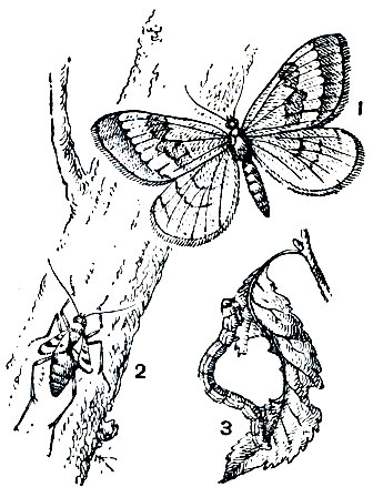 Рис. 351. Зимняя пяденица (Operophtera brumata): 1 - самец; 2 - самка; 3 - гусеница