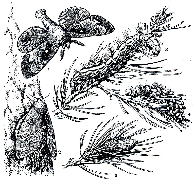 Рис. 352. Сосновый коконопряд (Dendrolimus pini): 1 - самец; 2 - самка; 3 - гусеница; 4 - гусеница, покрытая коконами наездника; 5 - кокон