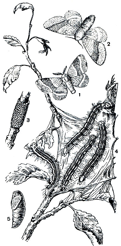 Рис. 353. Кольчатый коконопряд (Malacosoma neustria): 1 - самец; 2 - самка; 3 - кладка яиц; 4 - гусеница; 5 - куколка