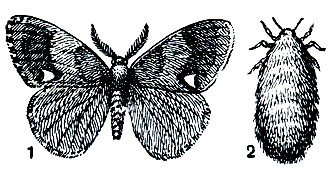 Рис. 354. Античная волнянка (Orgyia antiqua): 1 - самец; 2 - самка