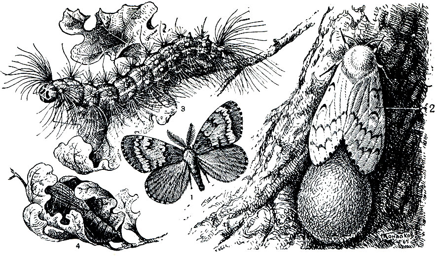 Рис. 356. Непарный шелкопряд (Ocneria dispar): 1 - самец; 2 - самка; 3 - гусеница; 4 - куколка