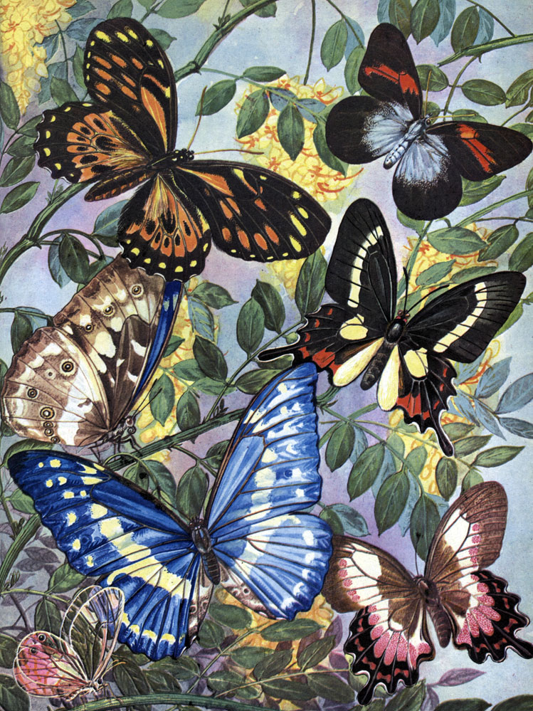 Таблица 45. Дневные бабочки Южной Америки: 1 - белянка Pereute Ieucodrosime; 2-4 - парусники: 2 - Papilio zagreus, 3 - Eurytides lysithous, 4 - Papilio ascanius; 5 - морфида Morpho cypris; 6 - сатир Callitaera pireta