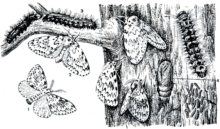 Рис. 357. Монашенка (Ocneria monacha): 1 - самец; 2 - самка; 3 - гусеница; 4 - куколка
