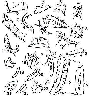 Таблица 46. Гусеницы и ложногусеницы: 1-16 - гусеницы: 1 - большой гарпии (Cerura vinula), 2 - дубового походного шелкопряда (Tnaumetopoea processionea), 3 - крыжовниковой пяденицы (A.braxas grossulariata); 4 - сосновой пяденицы (Bupalus piniarius), 5 - глазчатой зубчатки (Smerinthus ocellatus), 6 - кольчатого коконопряда (Malacosoma neustria); 7 - соснового коконопряда (Dendrolimus pini), 8 - кленовой стрельчатки (Acronicta aceris), 9 - античной волнянки (Orgyia antiqua), 10 - непарного шелкопряда (Ocneria dispar), 11 - красной ленточницы (Gatocala nupta), 12 - обыкновенной медведицы (Arctia caja), 13 - озимой совки (Agrotis segetum), 14 - большой тополевой стеклянницы (Aegeria apiformis), 15 - пахучего древоточца (Gossus cossus), 16 - древесницы въедливой (Zeuzera pyrina); 17-23 - ложногусеницы: 17 - соснового пилильщика (Diprion pini), 18 - соснового бледноногого пилильщика (D. pallipes), 19 - березового цимбекса (Gimbex femorata), 20 - ивового пилильщика (Pteronidea salicis); 21 - вишневого пилильщика (Caliroa cerasi), 22 - березового пятнистого пилильщика (Arge pullata), 23 - черного крыжовникового пилильщика (Emphytus grossulariae)