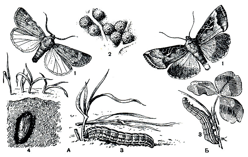 Рис. 359. Совки: А - озимая (Agrotis segetum); Б - гамма (Autographa gamma); 1 - бабочка; 2 - яйца; 3 - гусеница; 4 - куколка в почве