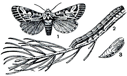 Рис. 360. Сосновая совка (Panolis flammea): 1 - бабочка; 2 - гусеница; 3 - куколка