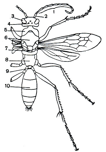 Рис. 361. Строение тела дорожной осы (Priocnemis affinis): 1 - жгутик усика; 2 - рукоять усика; 3 - фасеточный глаз; 4 - простые глазки; 5 - переднегрудь; 6 - среднегрудь; 7 - заднегрудь; 8 - проподеум - первый сегмент брюшка, слившийся с грудью; 9 - подвижное сочленение между грудью и брюшком; 10 - брюшко