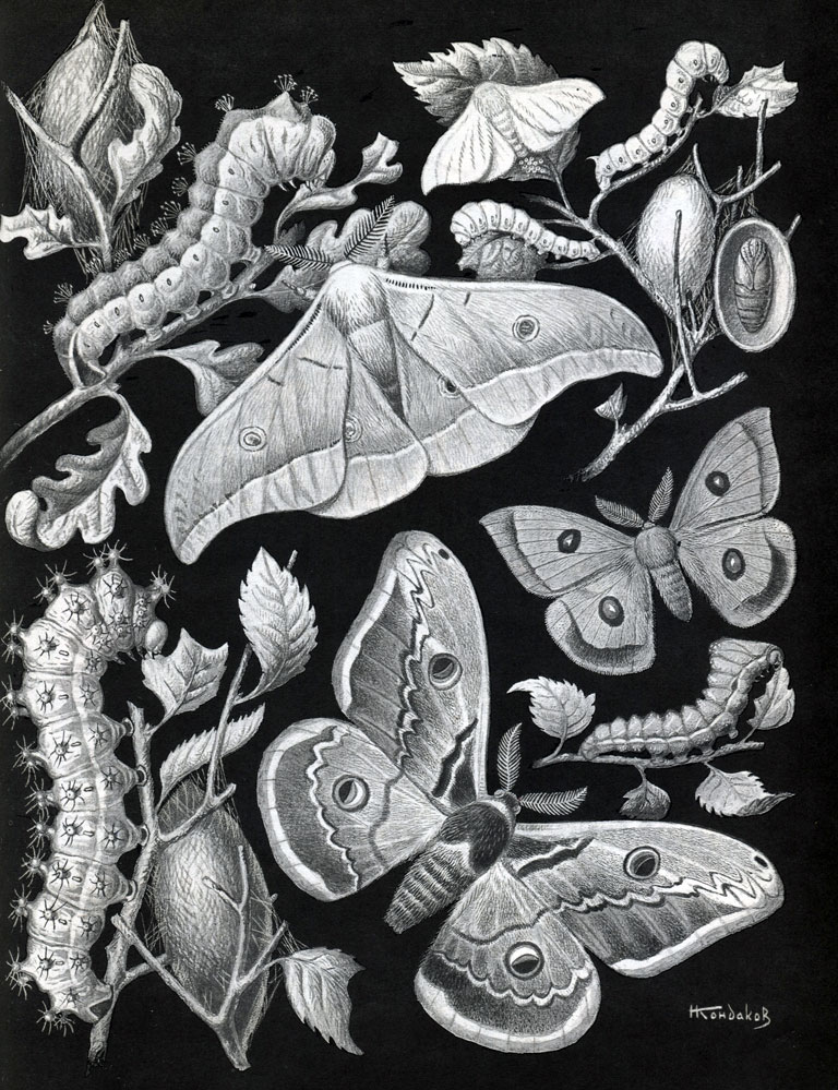 Таблица 47. Тутовый шелкопряд и павлиноглазки: 1 - китайская дубовая павлиноглазка (Antheraea pernyi); 2 - тутовый шелкопряд (Bomdyx mori); 3 - рыжий павлиний глаз (Aglia tau); 4 - большой ночной павлиний глаз (Saturnia pyri); а - бабочка, б - гусеница, в - кокон
