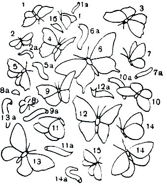 Таблица 48. Европейские дневные бабочки: 1 - лимонница (Gonepteryx rhamni); 2 - зорька (Euchloe cardamines); 3 - траурница (Nymphalis antiopa); 4 - дневной павлиний глаз (N.io); 5 - крапивница (Vanessa urticae); 6 - махаон (Papilio machaon); 7 - капустная белянка (Pieris brassicae); 8 - красивая голубянка (Lycaena bellargus); 9 - адмирал (Pyrameis atalanta); 10 - желтушка (Golias myrmidone); 11 - лесной сатир (Satyrus dryas); 12 - большая переливница (Apatura iris); 13 - аполлон (Parnassius apollo); 14 - перламутровка Argynnis aglaja; 15 - шашечница Melitaea didyma; a - гусеница, б - куколка