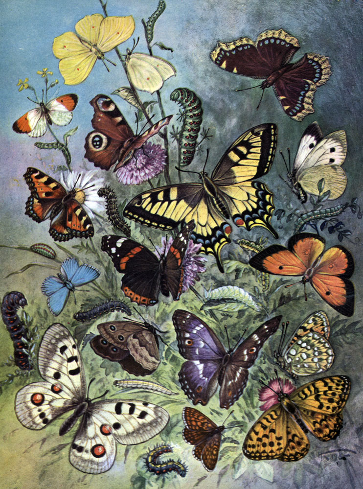 Таблица 48. Европейские дневные бабочки: 1 - лимонница (Gonepteryx rhamni); 2 - зорька (Euchloe cardamines); 3 - траурница (Nymphalis antiopa); 4 - дневной павлиний глаз (N.io); 5 - крапивница (Vanessa urticae); 6 - махаон (Papilio machaon); 7 - капустная белянка (Pieris brassicae); 8 - красивая голубянка (Lycaena bellargus); 9 - адмирал (Pyrameis atalanta); 10 - желтушка (Golias myrmidone); 11 - лесной сатир (Satyrus dryas); 12 - большая переливница (Apatura iris); 13 - аполлон (Parnassius apollo); 14 - перламутровка Argynnis aglaja; 15 - шашечница Melitaea didyma; a - гусеница, б - куколка