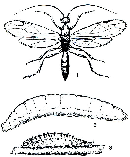 Рис. 368. Рогас (Rhogas dendrolimi): 1 - взрослый наездник; 2 - личинка; 3 - мумия из гусеницы сибирского шелкопряда