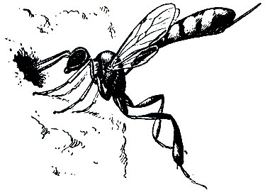 Рис. 370. Гастерупцион (Gasteruption affectator) у норки одиночной пчелы