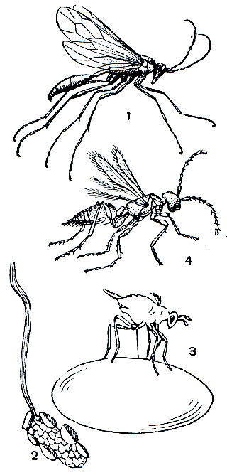 Рис. 371. Водные наездники: 1 - агриотипус (Agriotypus armatus); 2 - домик личинки ручейника, из которого торчит тяж, сделанный личинкой агриотипуса; 3 - самка прествичии (Prestwichia aquatica) на яйце жука-плавунца; 4 - карафрактус (Caraphractus reductus), самка