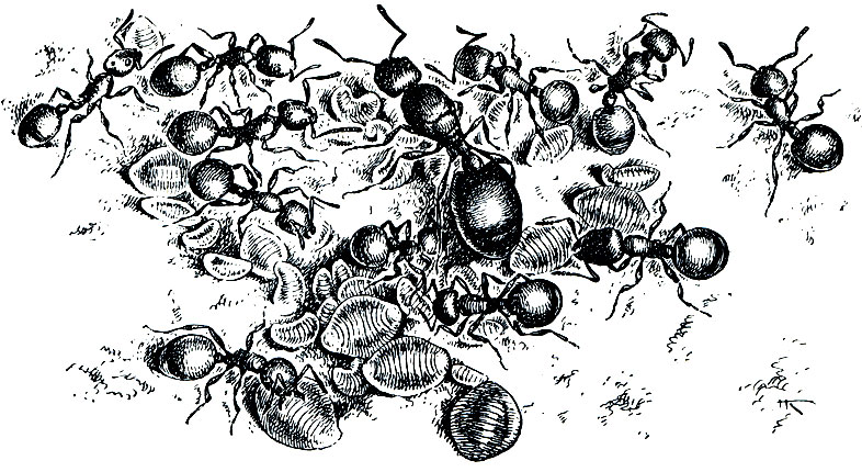 Рис. 373. Самка европейского муравья-лептоторакса (Leptothorax unifasciatus), окруженная рабочими. Видно большое количество личинок