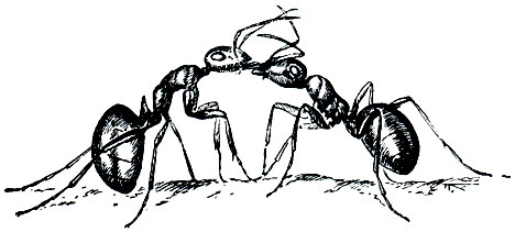 Рис. 374. Обмен пищей между двумя рабочими рыжего лесного муравья